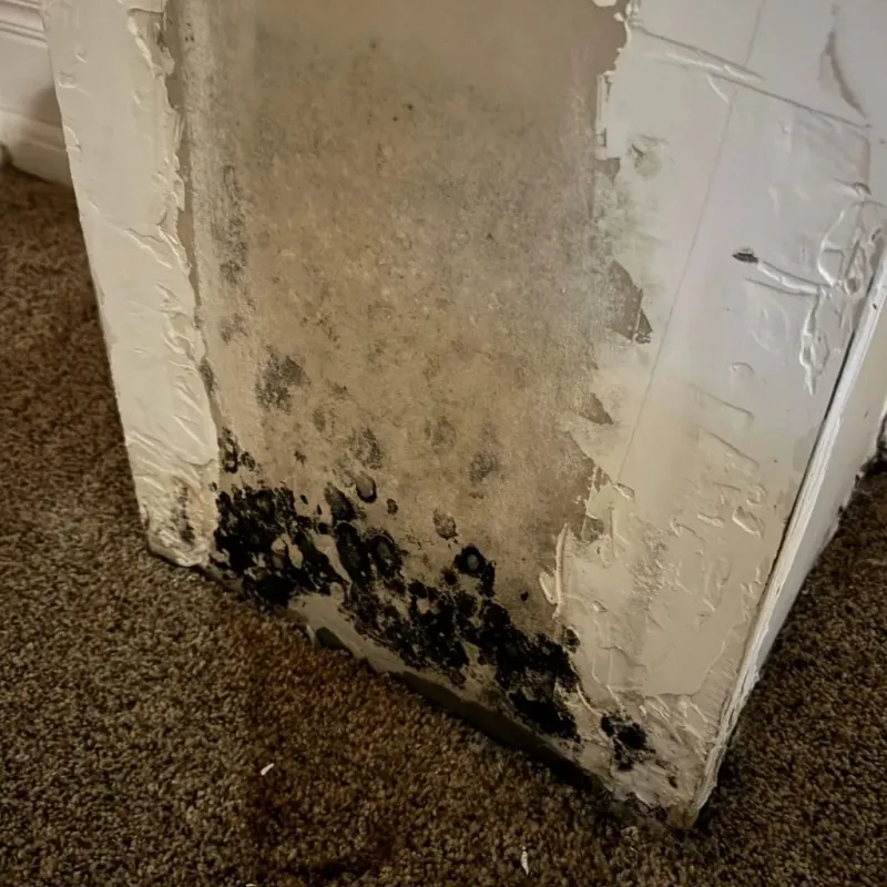 Professional Mold Removal in Okolona, MS